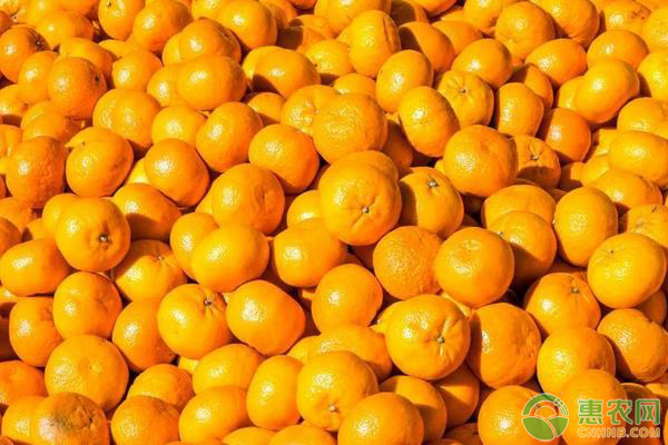 目前柑橘多少钱一斤？2019柑橘主产区市场收购价格行情